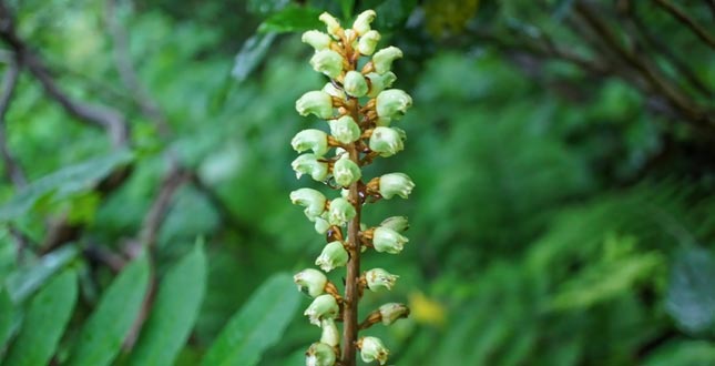 Gastrodia Elata